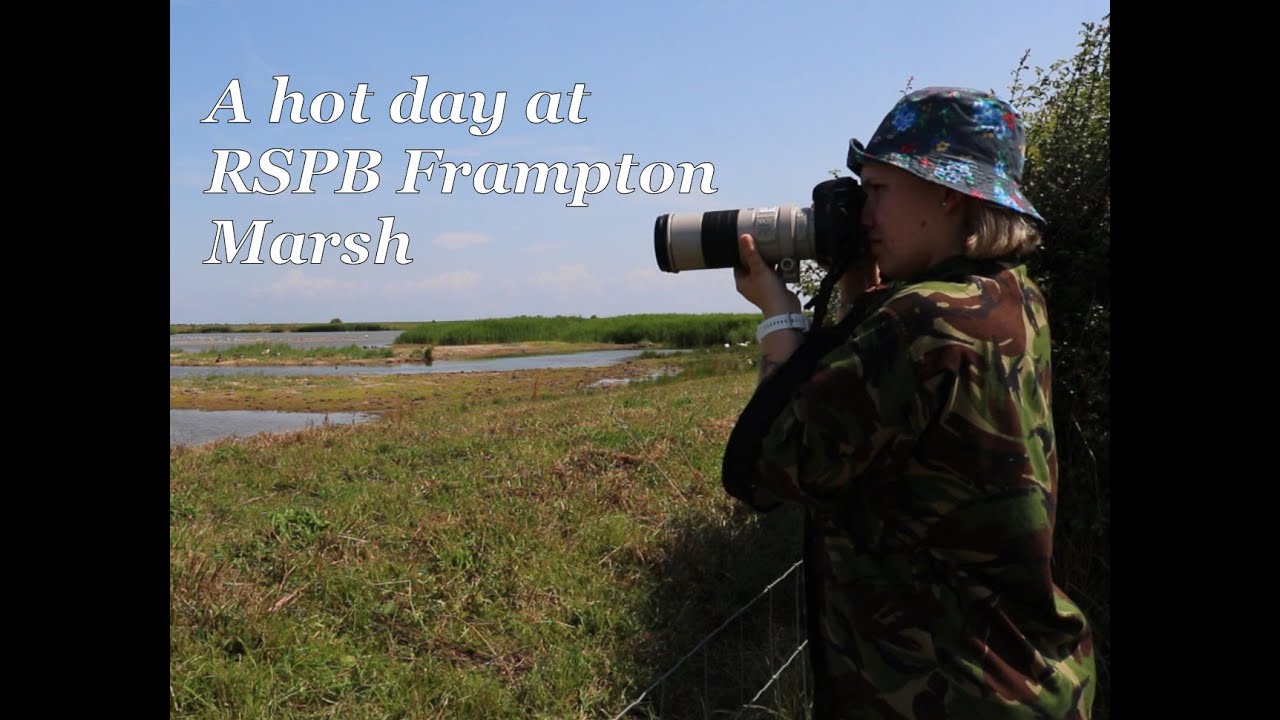 A hot day at RSPB Frampton Marsh - Wildlife Photography