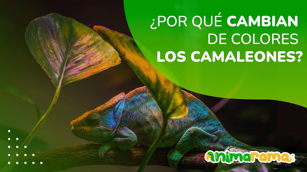 ¿Por qué los camaleones cambian de color? | Camaleón como mascota | ¿Es legal tener un camaleón?