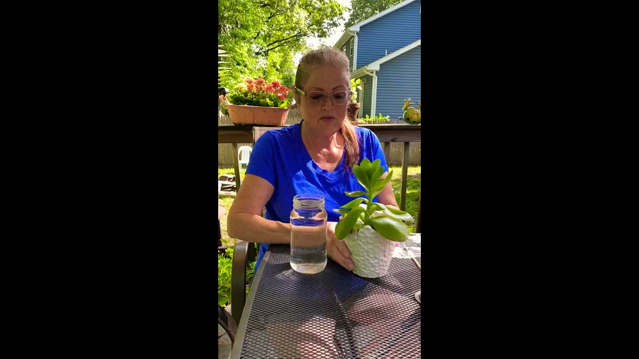 Saving a Flapjack Succulent Plant
