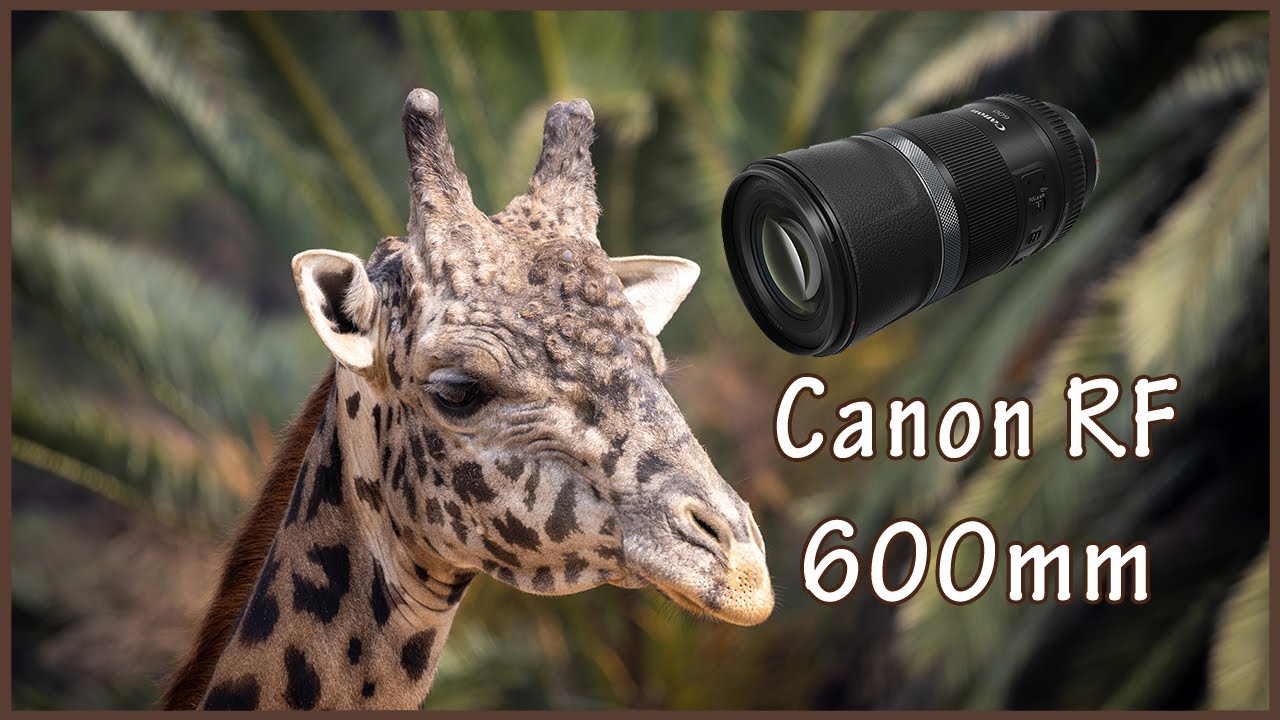 The Canon 600mm RF Lens ( A Three Minute Review)