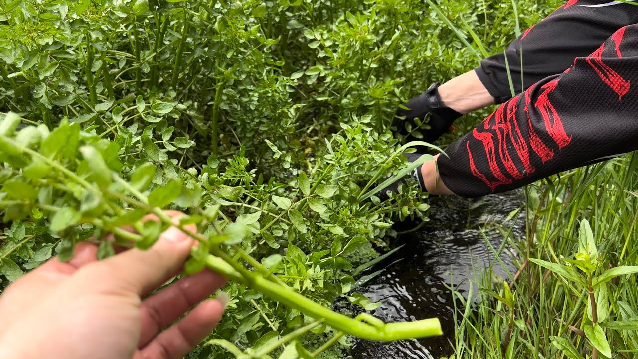 Wild Watercress Foraging and Harvesting