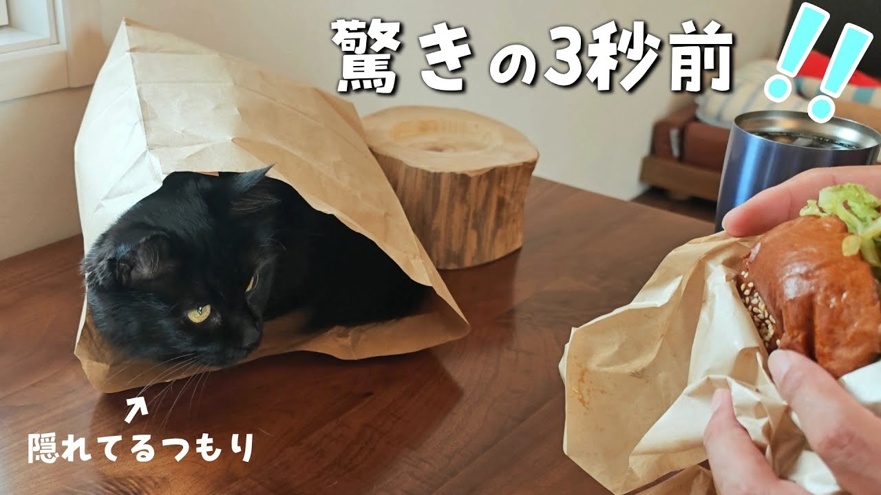 紙袋から飛び出してパパを驚かせようとする黒猫が可愛すぎた