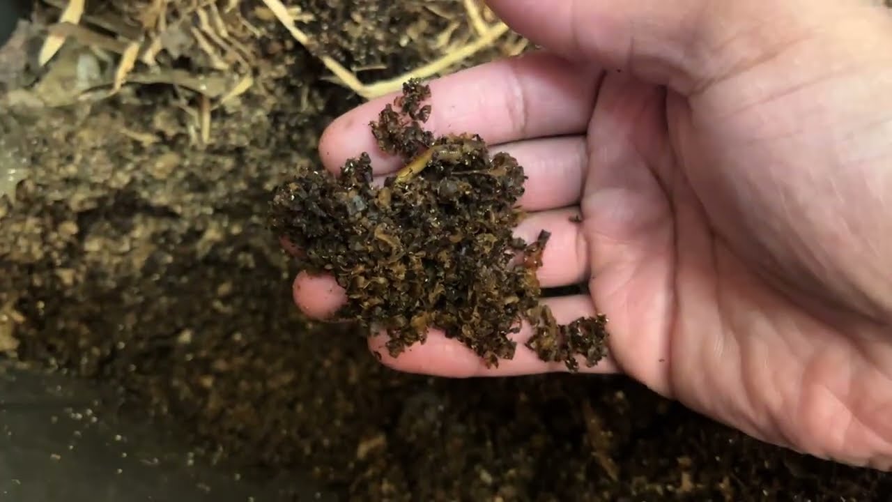 52 Days Away -- The Perseverance of a Growing Semi-Mature Bin of Red Wigglers
