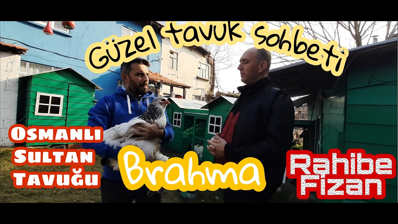 Rahibe Fizan - Brahma - Osmanlı Sultan Tavuğu sohbetimiz