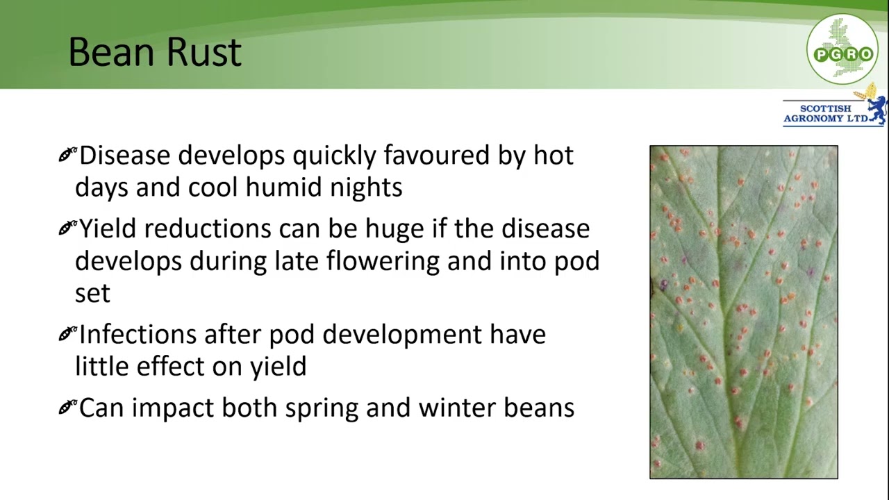 Scotland Bean Agronomy in Practice: Year 1 Variety Trial Webinar