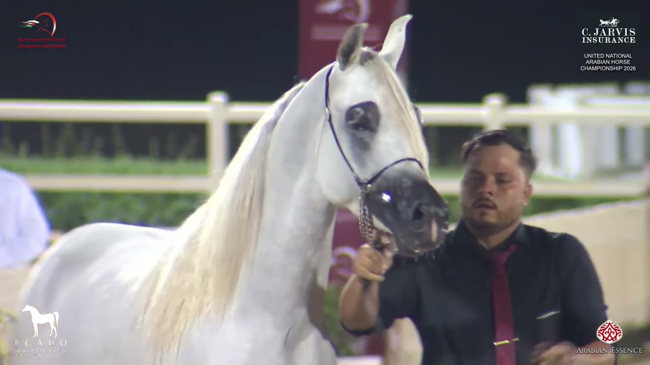 United National Arabian Horse Championship 2026   Class 6