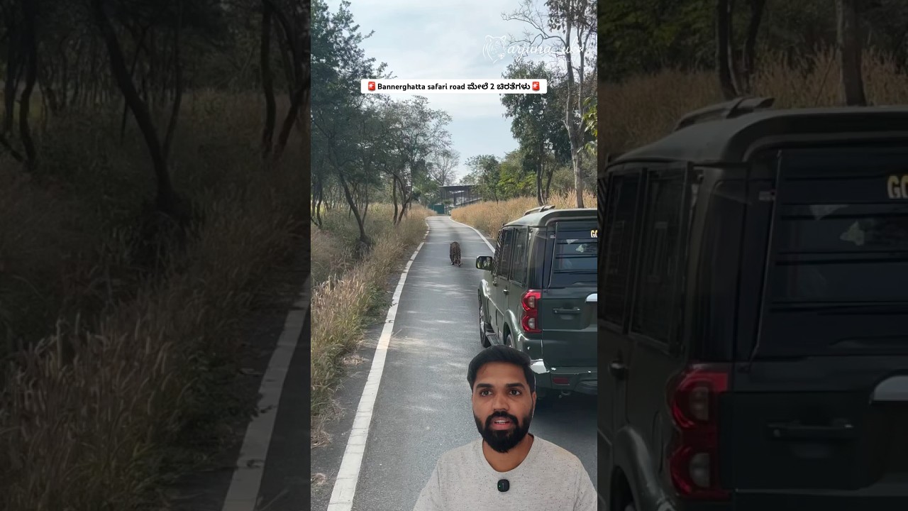 2 Leopards Walking on Road 🐆🐆 Bannerghatta Safari Rare Sighting | Bengaluru Wildlife Video #short