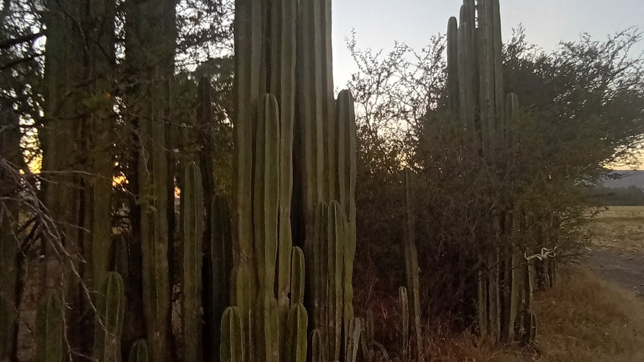 Perdidos en el Cerro del Chiquihuitillo Poncitlan Jalisco #jalisco #poncitlan #paisajes #montaña 
