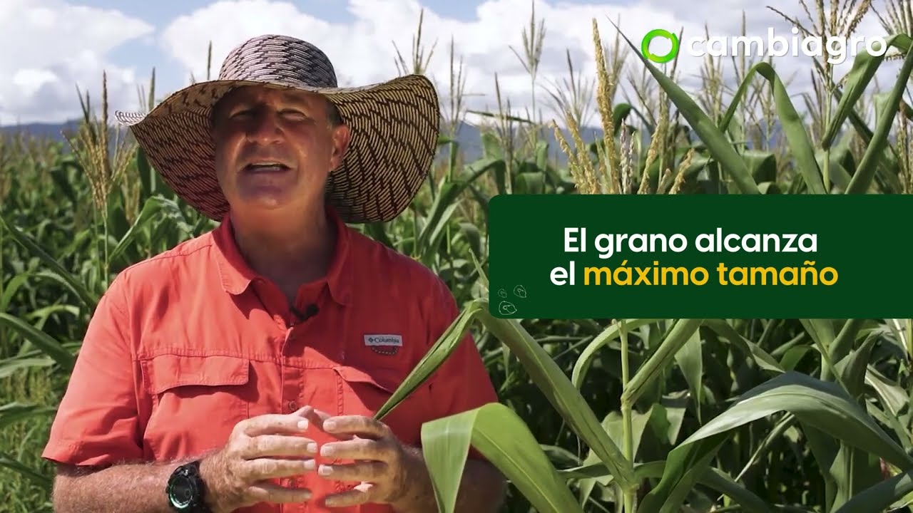 De R0 a R3 ➡️ etapa 𝐑𝐄𝐏𝐑𝐎𝐃𝐔𝐂𝐓𝐈𝐕𝐀: Así se poliniza y fecunda una mazorca