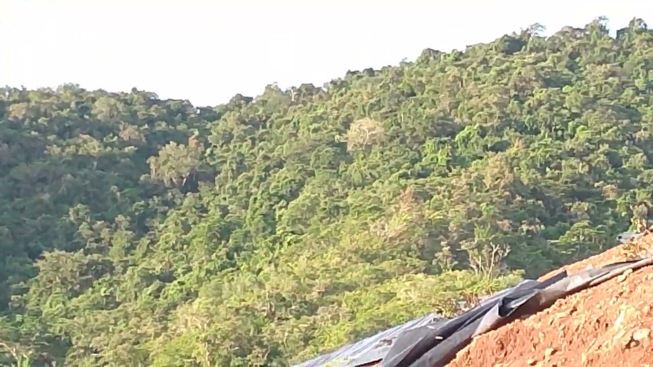   Nyanyian Hewan LIAR Terus Menggema Dari Balik HIJAUnya Alam Gunung