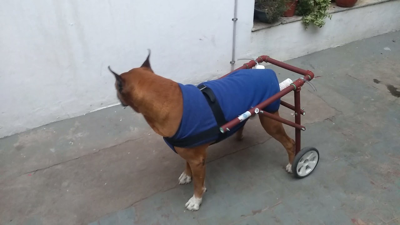 Jack !! 😊 sillas de ruedas para perros ( Javier ) hoy entregando la sillita  número 180 ya