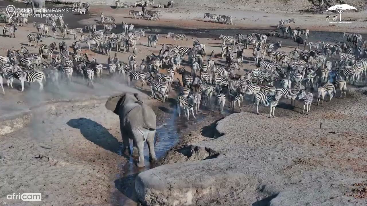 Elephant vs. Zebras | Who Gets the Water?