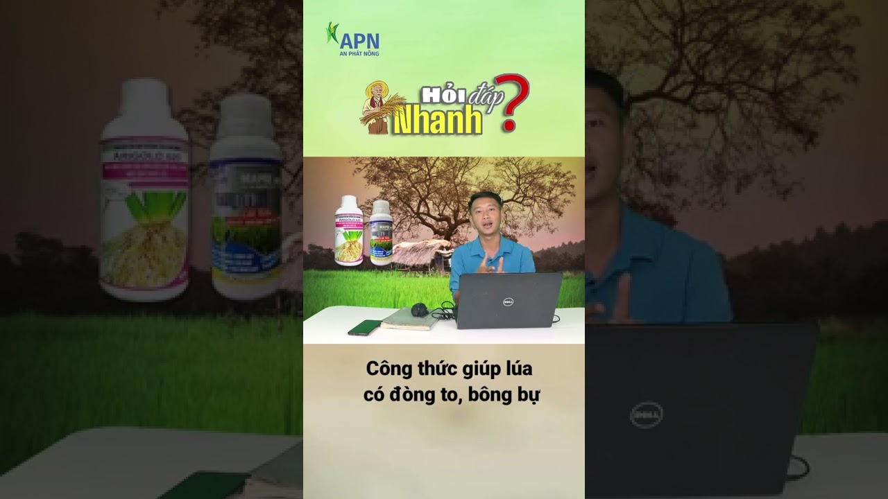 APN - CÔNG THỨC GIÚP LÚA CÓ ĐÒNG TO, BÔNG BỰ?