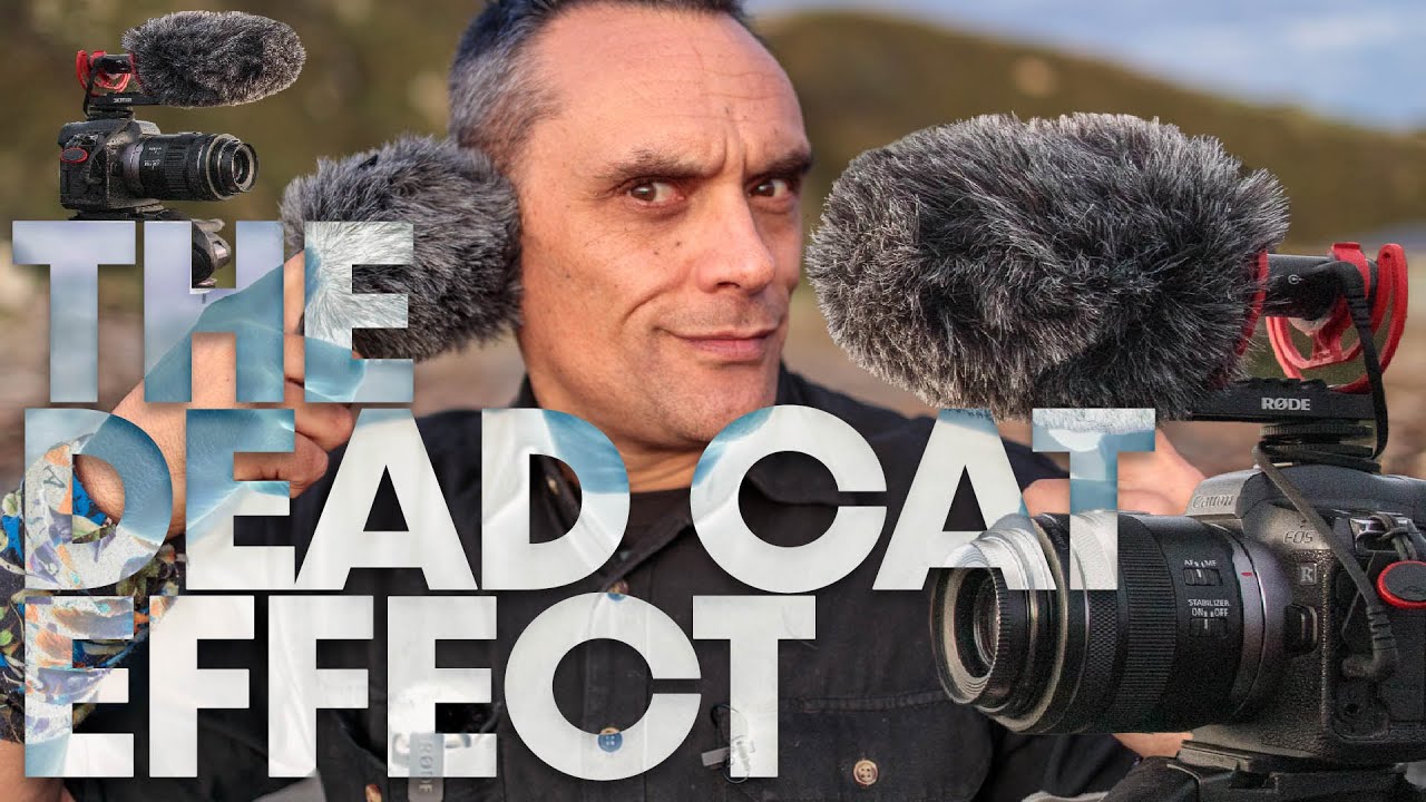 THE DEAD CAT EFFECT - What difference does a dead cat make?