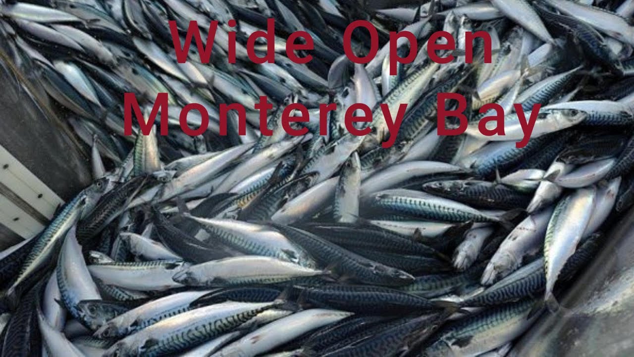 Monterey Bay Wide Open Mackerel in January