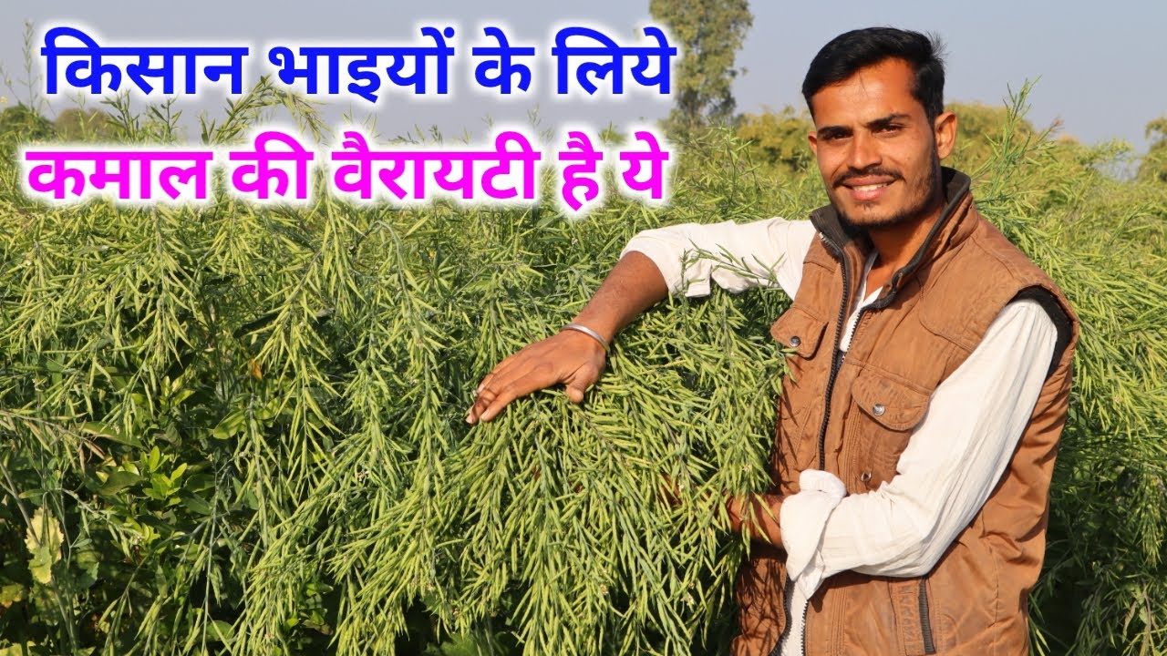 सरसों की उन्नत खेती कैसे करें? सरसों की उन्नत क़िस्म R.H.725 | How To Do Mustard Farming? 8224917065