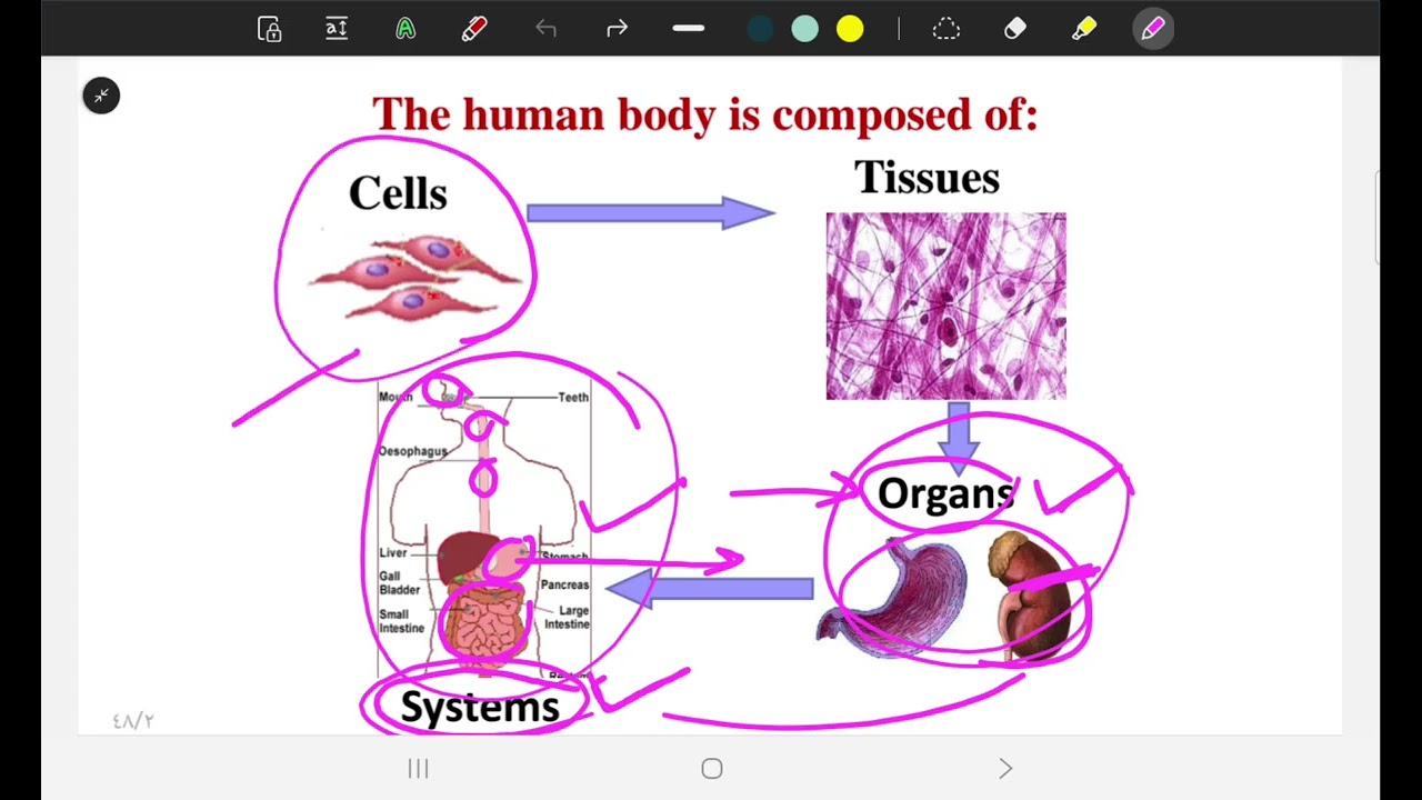 Histology Lec 1 part 1 (SGU)