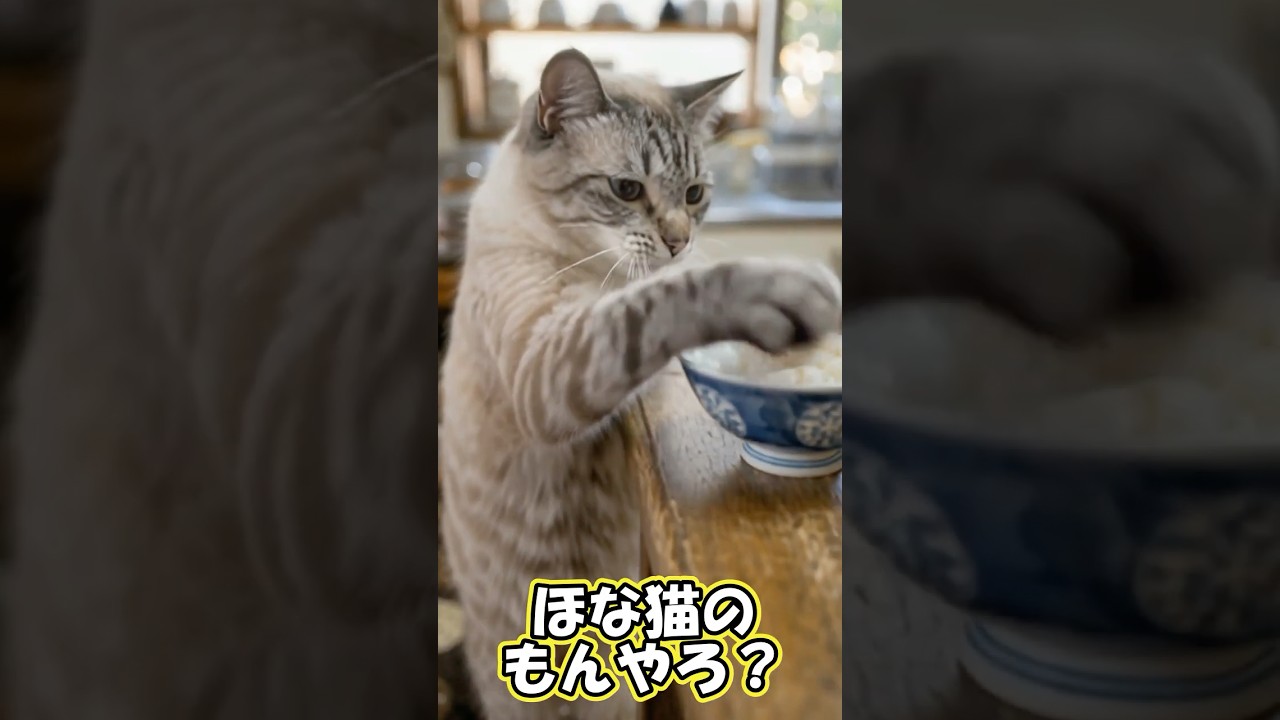 「猫まんまやったら猫のもんやろ？」言うてポン太君やりおった&hellip;   #猫   #cat   #保護猫   #猫まんま