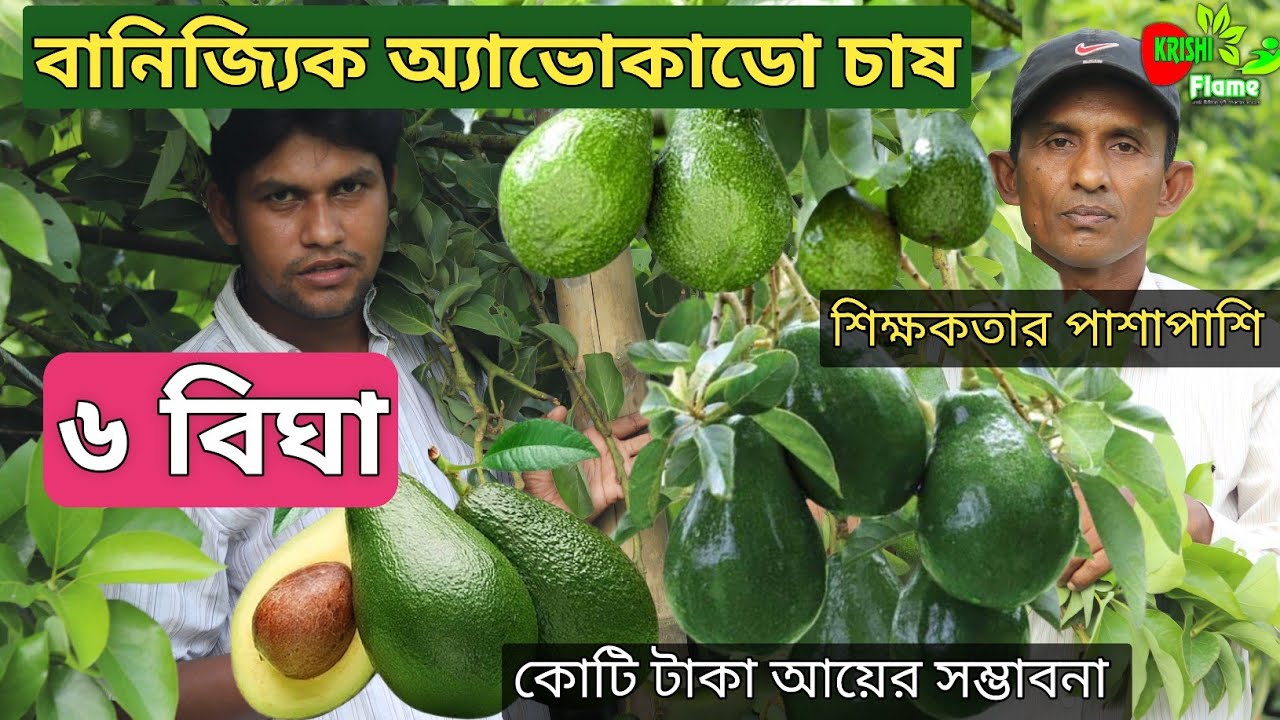 ৬ বিঘা বানিজ্যিক। অ্যাভোকাডো চাষ পদ্ধতি। কোটি টাকা আয়ের সম্ভাবনা Avocado Fruits Farming in bd..