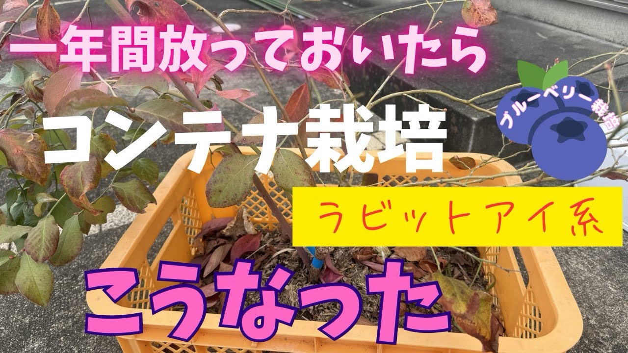 【ブルーベリー栽培】コンテナで一年放っておいたらこうなった