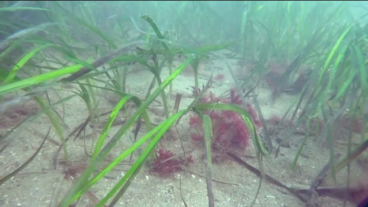 ZOSTERA NOLTI