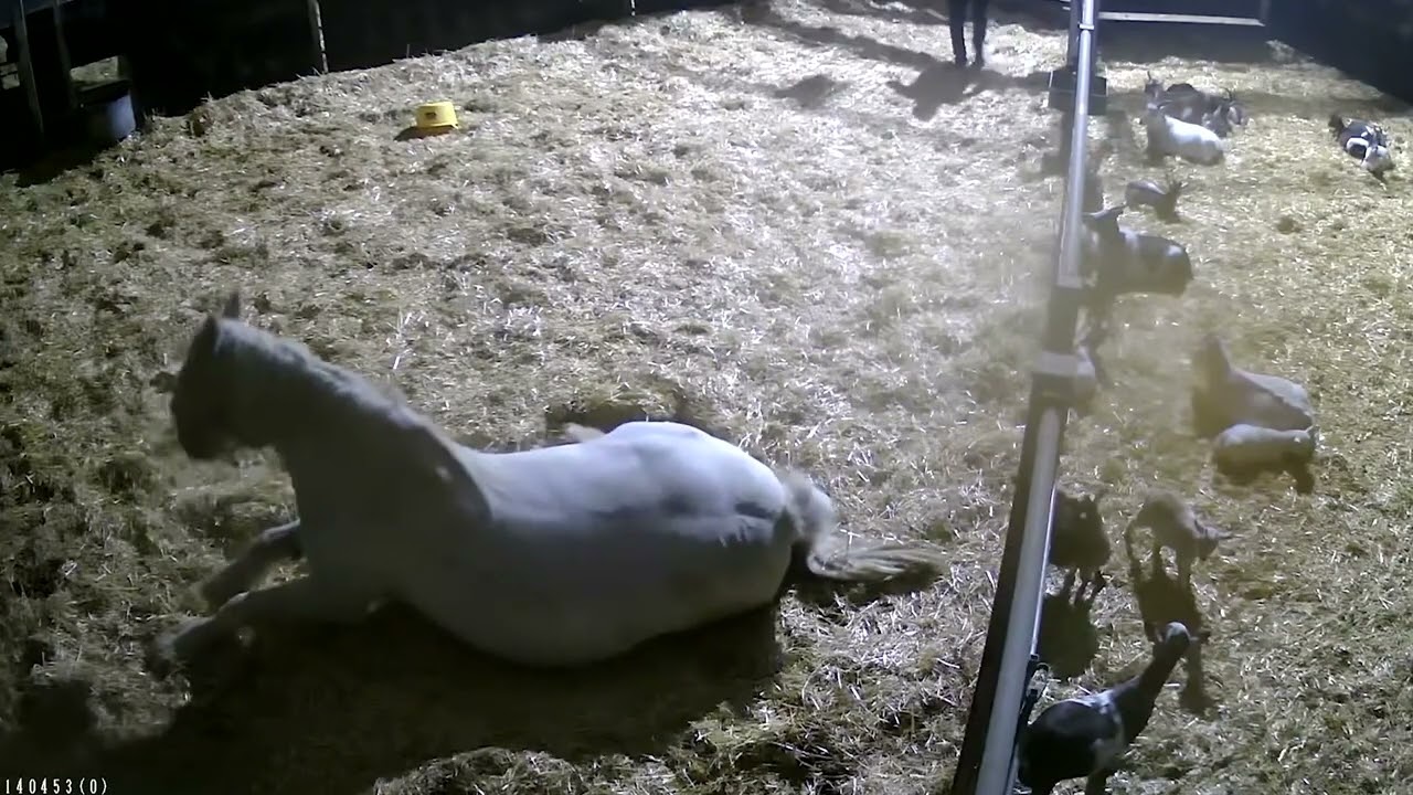 Sapphire's CCTV Foal Story - Cannon Hall Farm