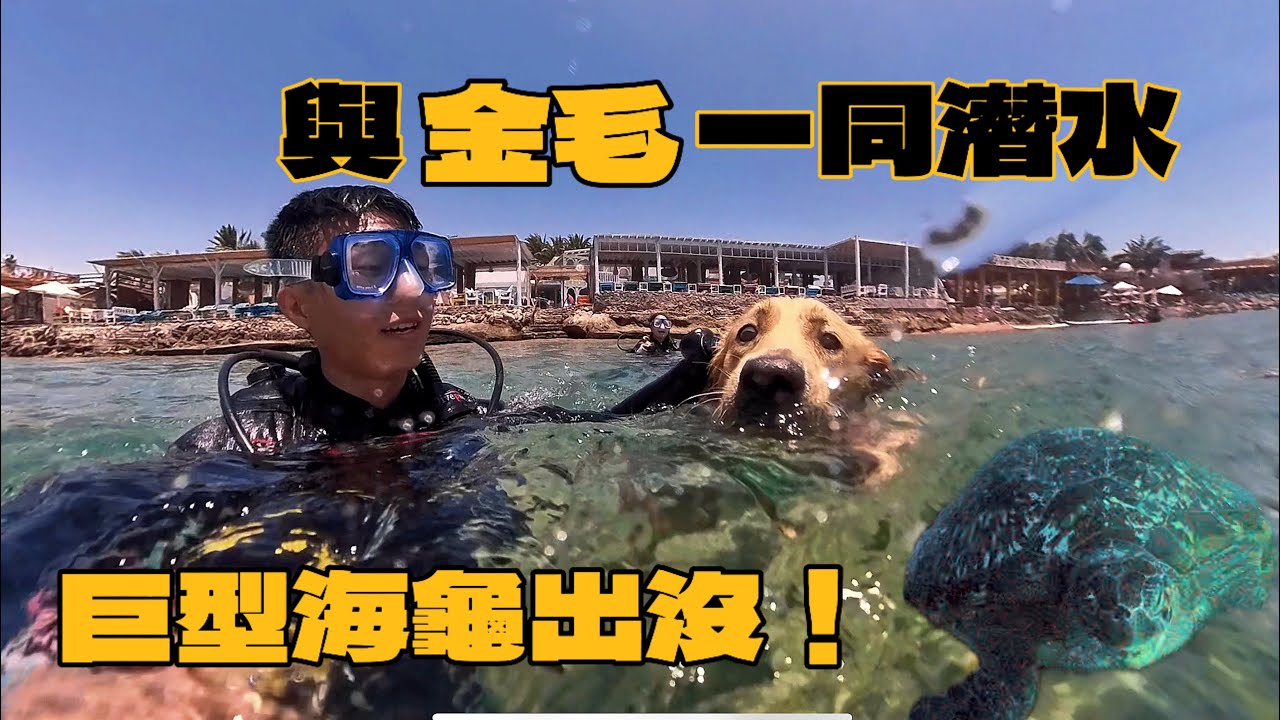 [埃及潛水日記ep. 3 ] AOW訓練展開！解鎖新潛點巧遇巨大海龜！#水肺潛水 #埃及旅遊 #egypt #dahab #潛水證照 