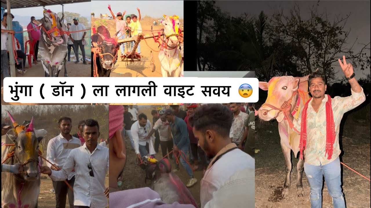 Vlog 787 | हरण्या पक्षा २ शर्यती विन ⛳️ | बासरी मूंगला विन ⛳️✌️ | Bhunga ( Don ) Sairat Win ⛳️✌️ |