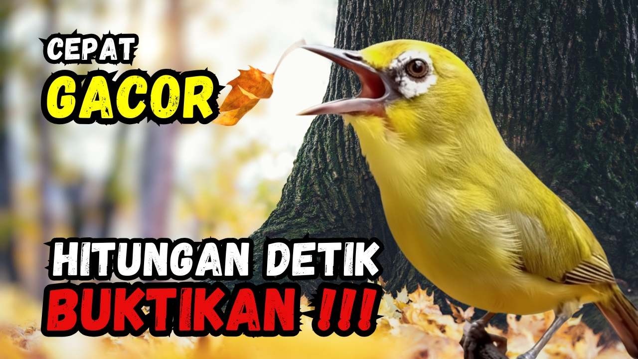 Terapi Pleci Bikin cepat Gacor Hitungan Detik