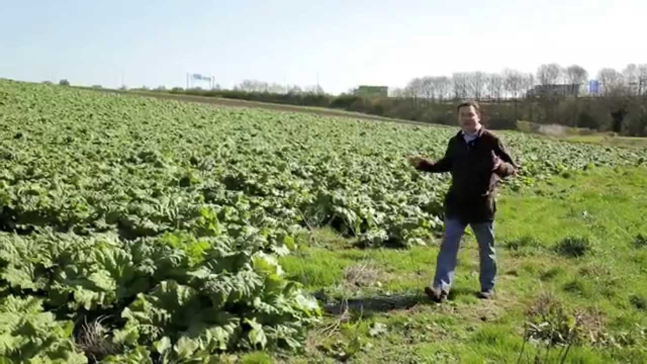 Yorkshire Rhubarb