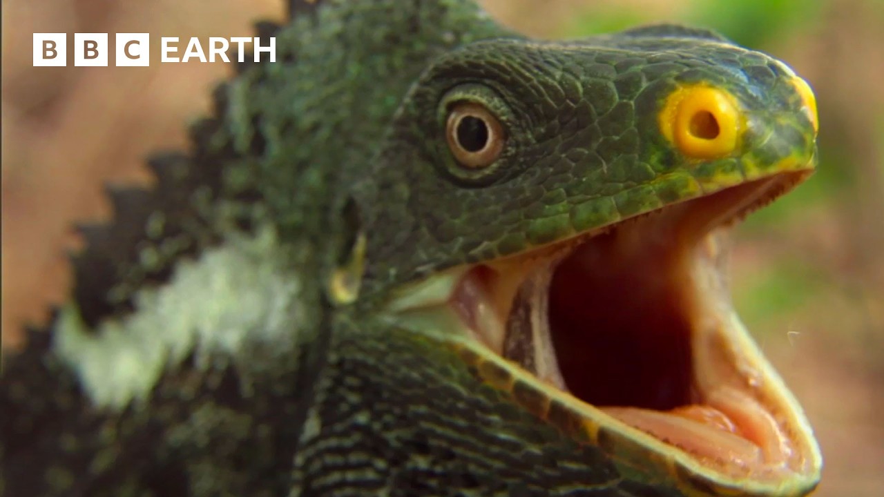 Самая уникальная островная жизнь на Земле | BBC Earth