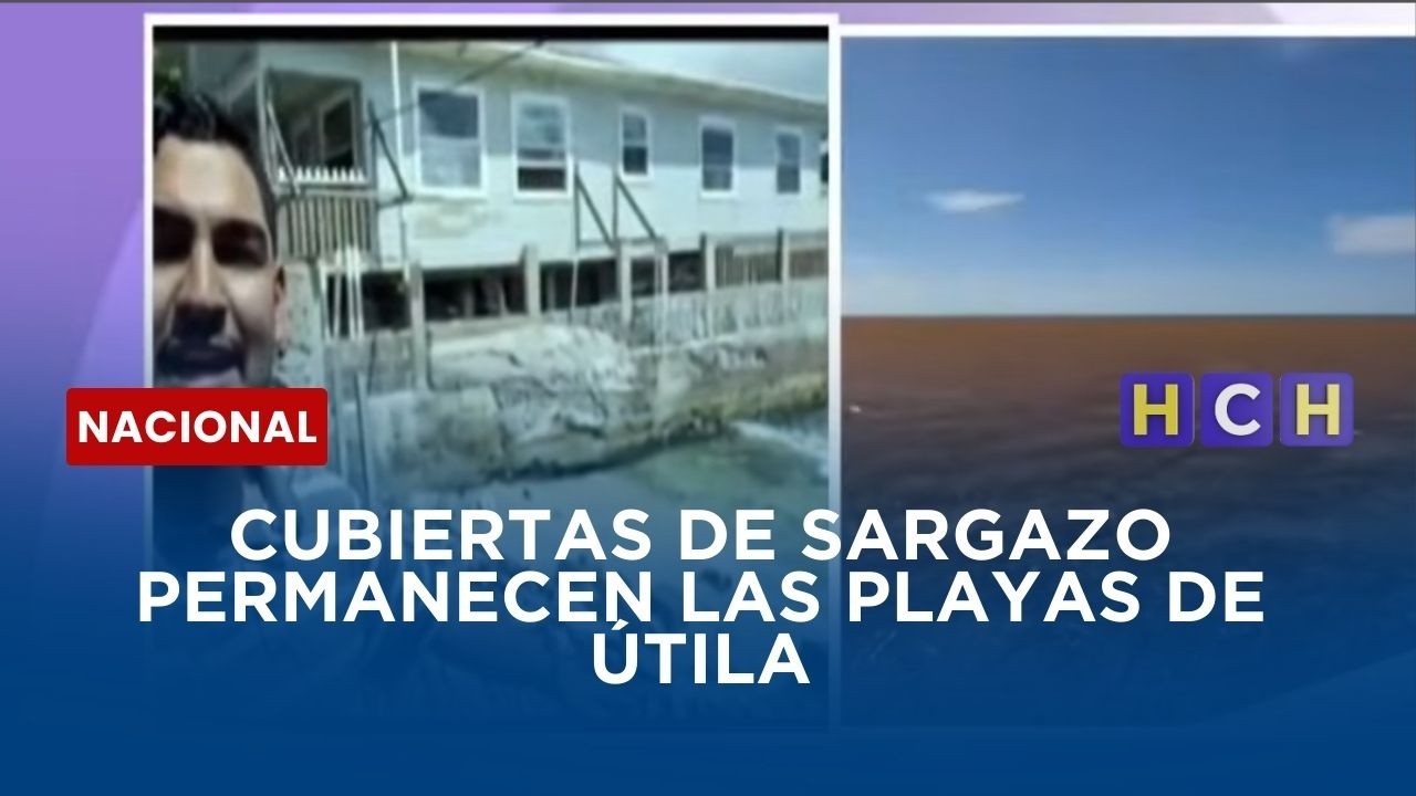 Cubiertas de sargazo permanecen las playas de Utila