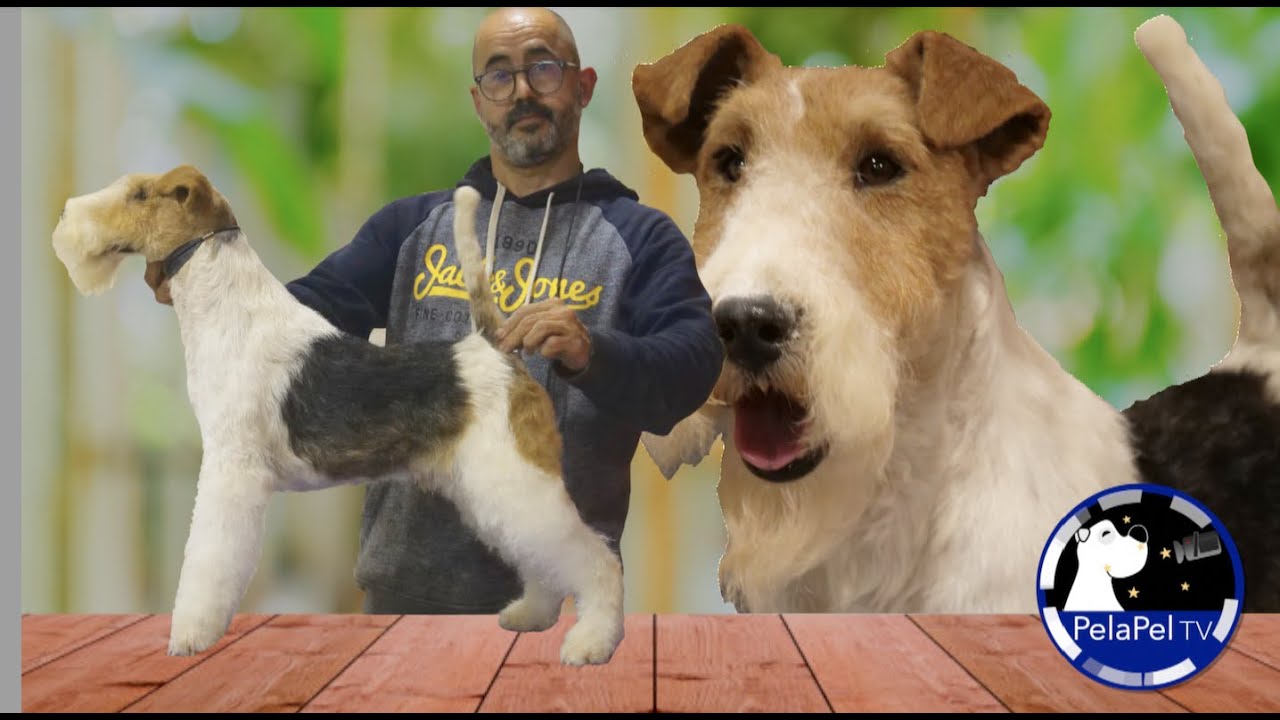PELUQUERÍA CANINA, perro fox terrier hacer cejas fox terrier y  cola de fox terrier ALBERT CABRERA