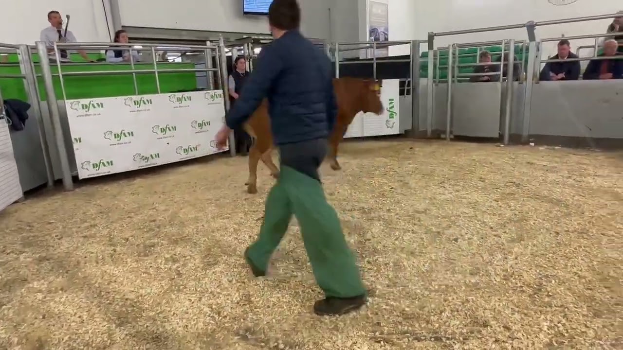 Darlington Livestock Market. Sale of the cattle Champion.