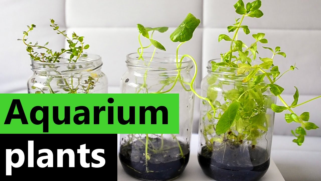 Aquarium plants from the Jar - Emersed Aqua plants