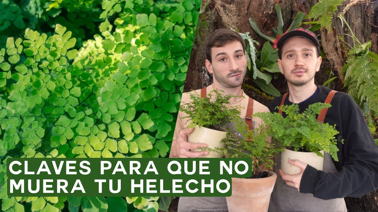 Cuidados del Helecho Culantrillo / Culandrillo o Adiantum Raddianum