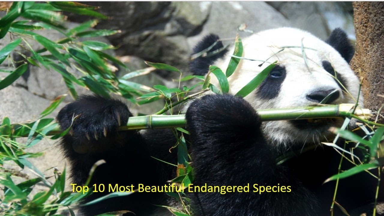 Top 10 Most Beautiful Endangered Species|Top 10 Most Beautiful Endagered Animals in The World