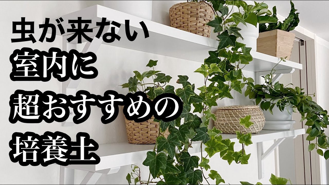 【観葉植物】虫が寄りつかない！おすすめ培養土と観葉植物の土の入れ替え