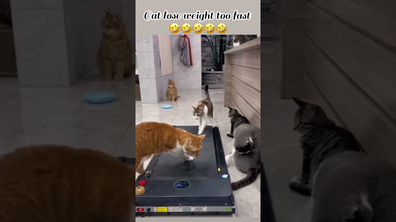 Cat lose weight too fast 😆😆😀🤣