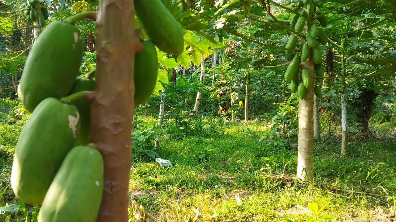 UJI COBA FUNGISIDA CAMPURAN  #pepayacalifornia #petanipepaya #petanipepaya #petanimuda #busukbatang