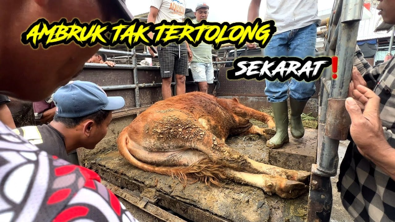 TERPAKSA DIGOTONG WARGA PASAR❗️SAPI AMBRUK TAK TERTOLONG