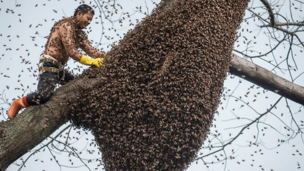 Прекратите лазить по деревьям в поисках дикого меда, пока не посмотрите это видео.