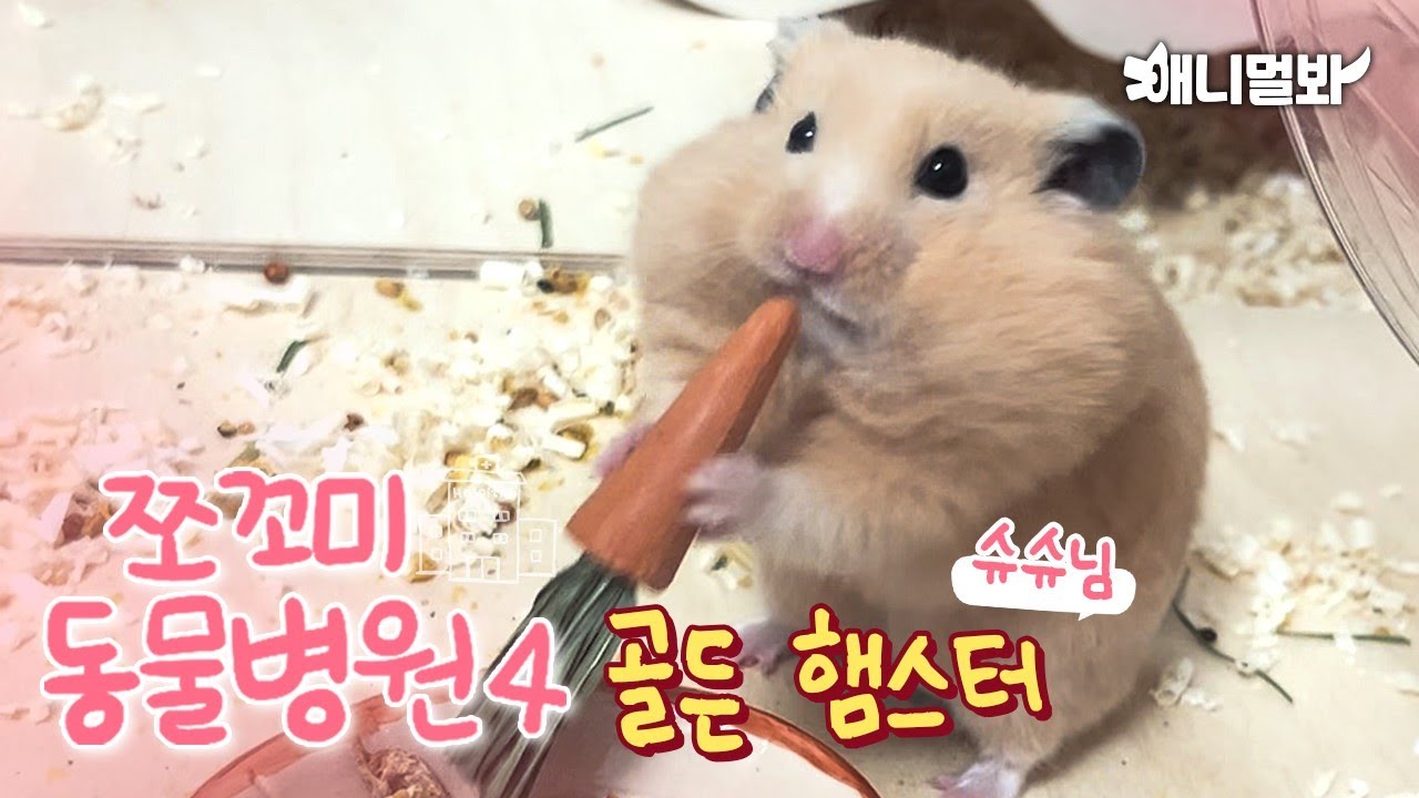 [쪼동4] 내원 환자 : 골든 햄스터 슈슈님ㅣ[Animal Hospital for Tiny Animals 4] Golden Hamster Shushu