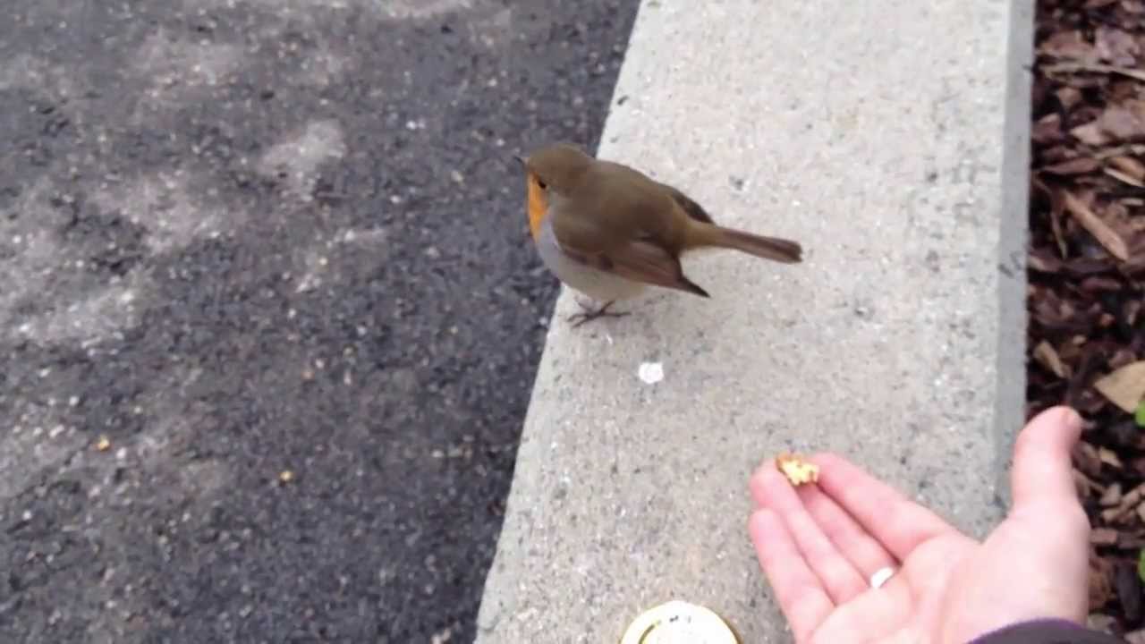 Making friends with a robin