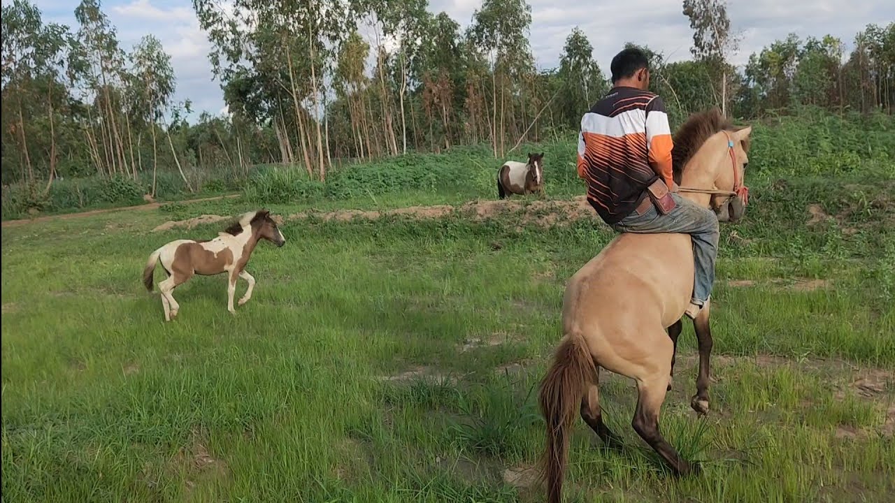 เขาให้มาไถนาแต่ไปขี่ม้าเขาเล่น