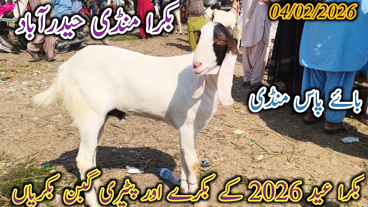Bakra Mandi Hyderabad | Today update | Bakra Eid 2026 | patari Goat breed | date 04/02/2026