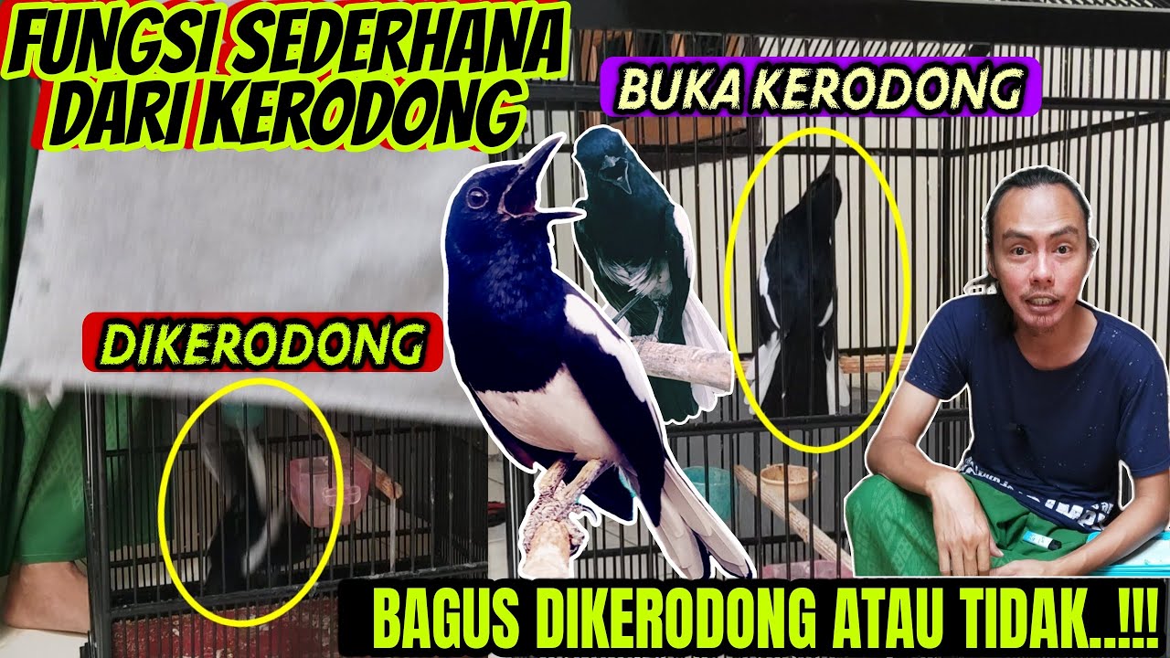 SIMPELNYA BEGINI ⁉️ KACER BAGUS DIKERODONG ATAU TIDAK ?? || CARA MERAWAT KACER