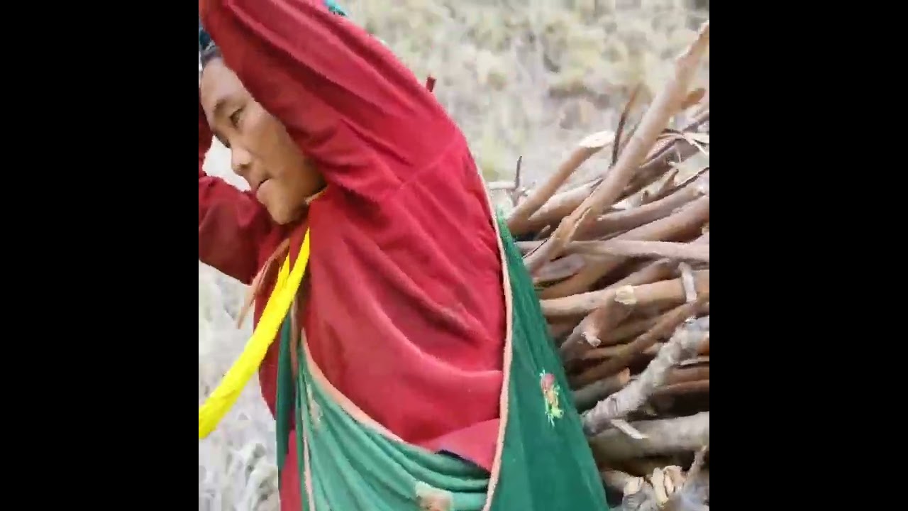 Highland harvesting #food #viral #villagelife #harvesting #trending 