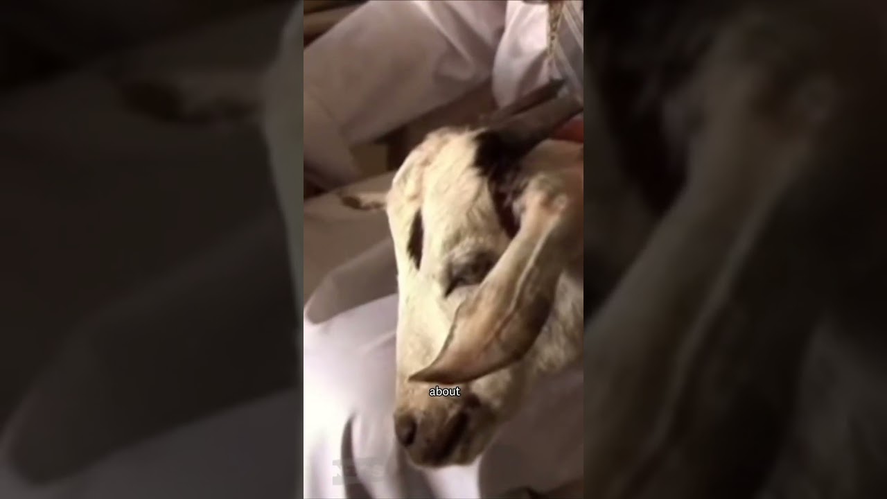 Intrepid Journeys - Yemen (Paul Holmes)