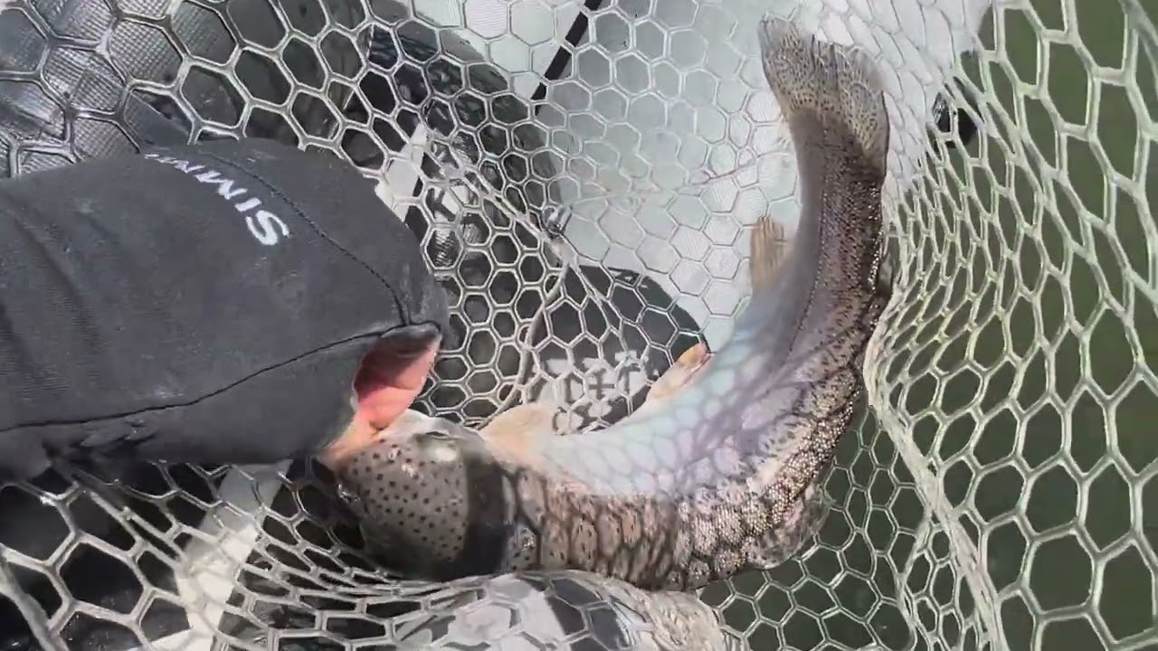 Fishing Incredible Minersville Reservoir huge rainbows